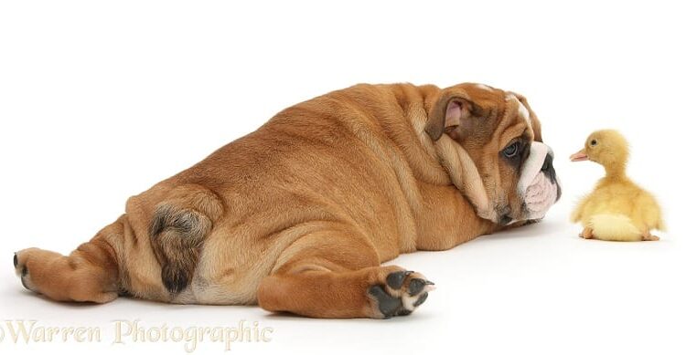 What do you know about Dog Heartworm Symptoms ,Treatment