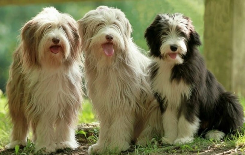 ADDISON'S DISEASE IN DOGS