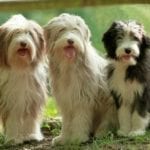 Addison's disease in dogs