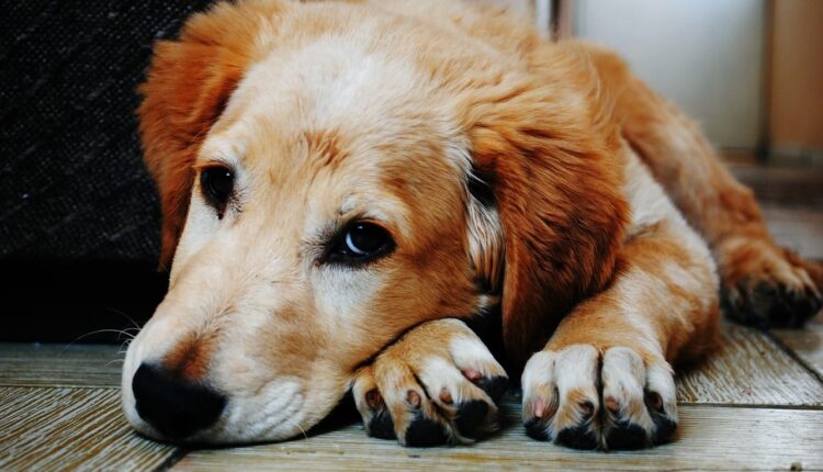 Arthritis in dogs Causes, Symptoms and Treatment