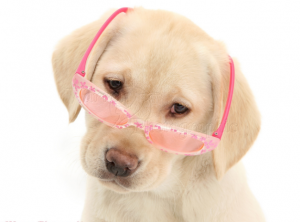 treament of cataract in dogs