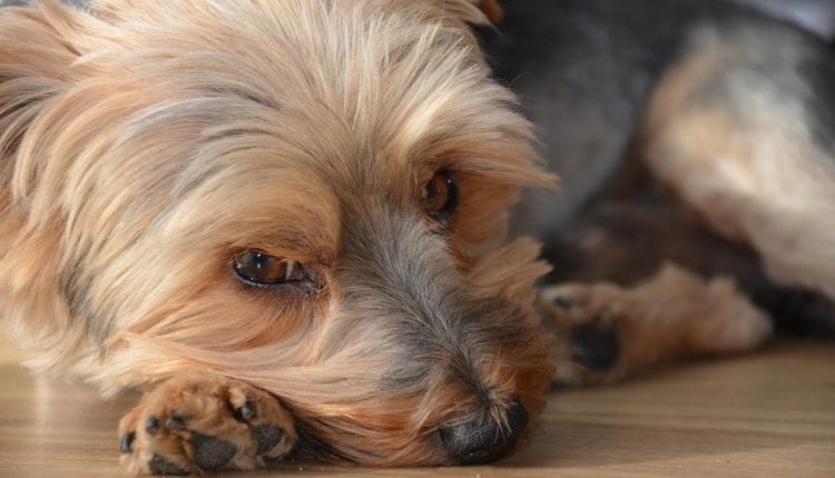 Tick Diseases In Dogs,