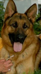 Disk Disease in Dogs