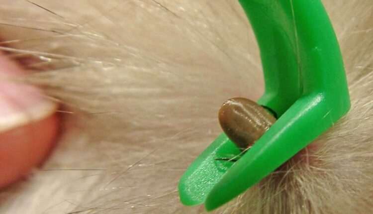 Causes of Dog Ticks, Symptoms Of Dog Ticks.