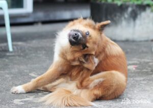 Fleas bites on dogs that feed on blood 