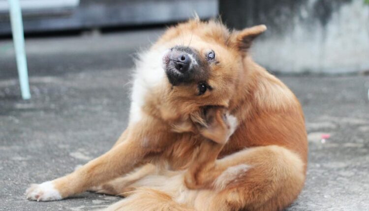 Fleas bites on dogs that feed on blood