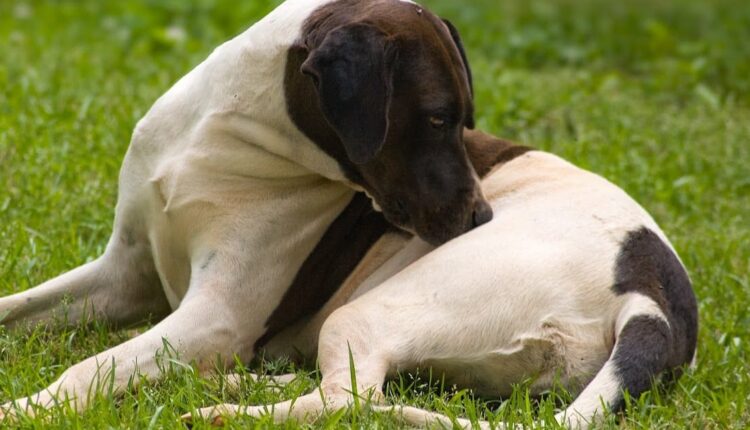 Fleas bites on dogs dog scratching