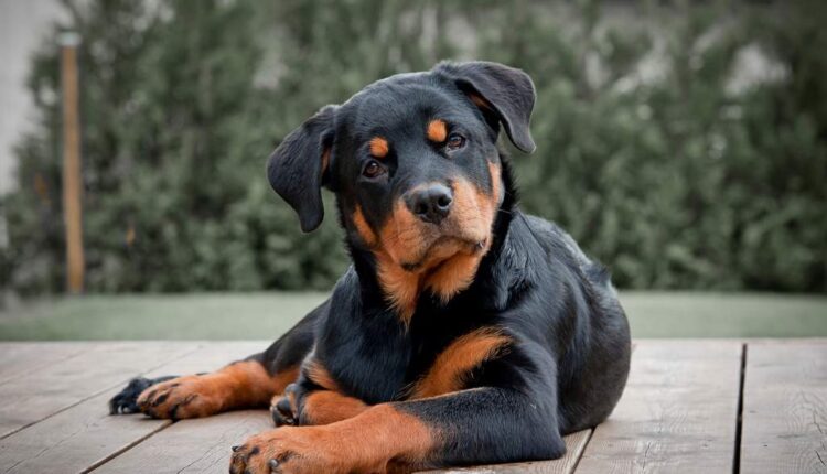 Overview of Skin Cancer in Dogs Symptoms,Types,Treatment