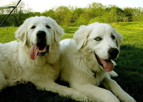 Types of Cancer in Dogs