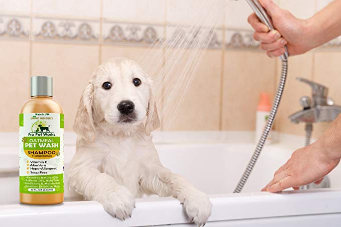 dog flea shampoo