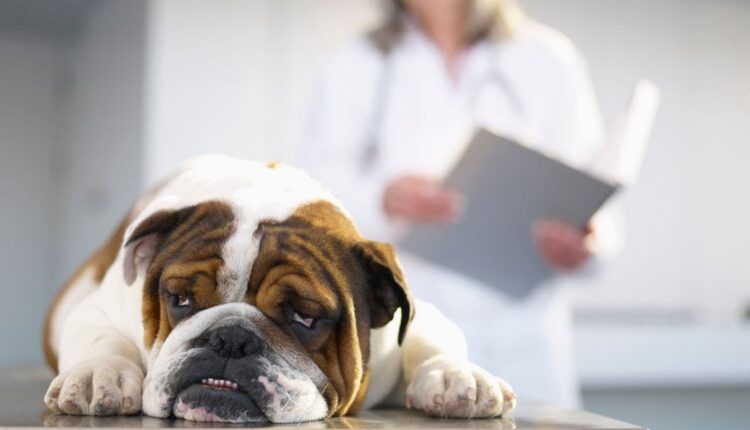 Liver Cancer in Dogs