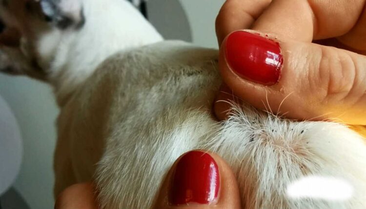 Natural Dog Flea Treatments