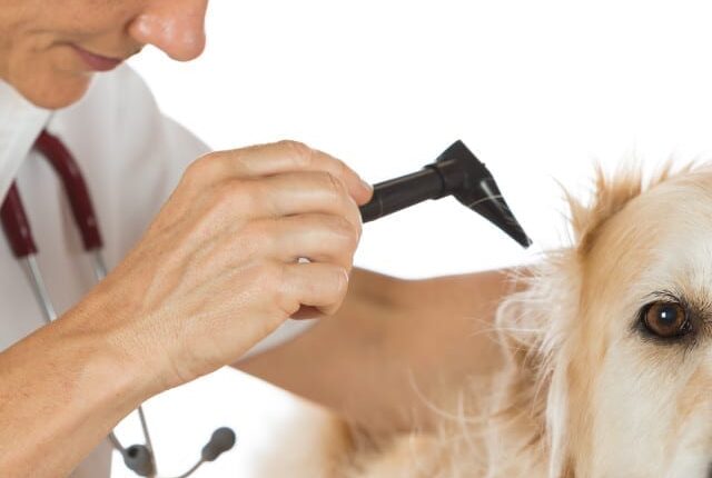 Clean Dogs Ears Safely and Effectively