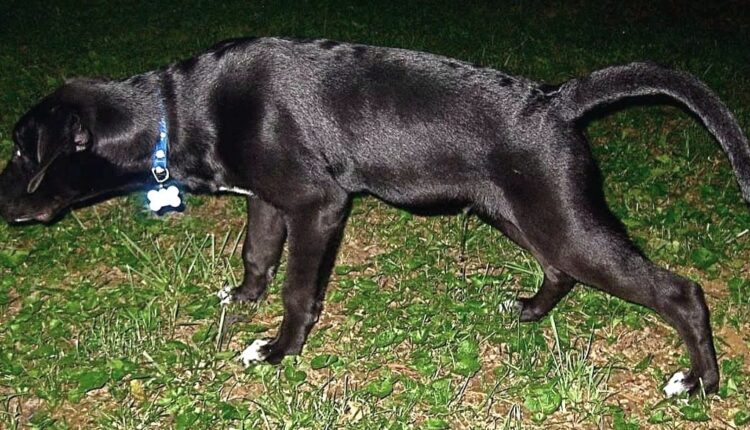 Symptoms of Urinary Tract Infection In Dogs