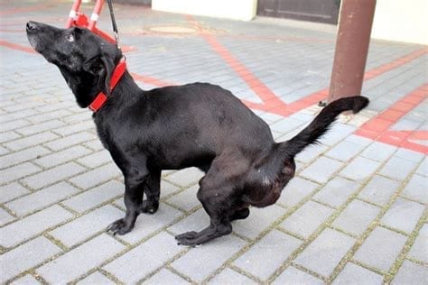 common dog prostate problems