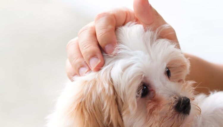 Vital Dog Prostate Gland Facts And Dog Prostate Problems